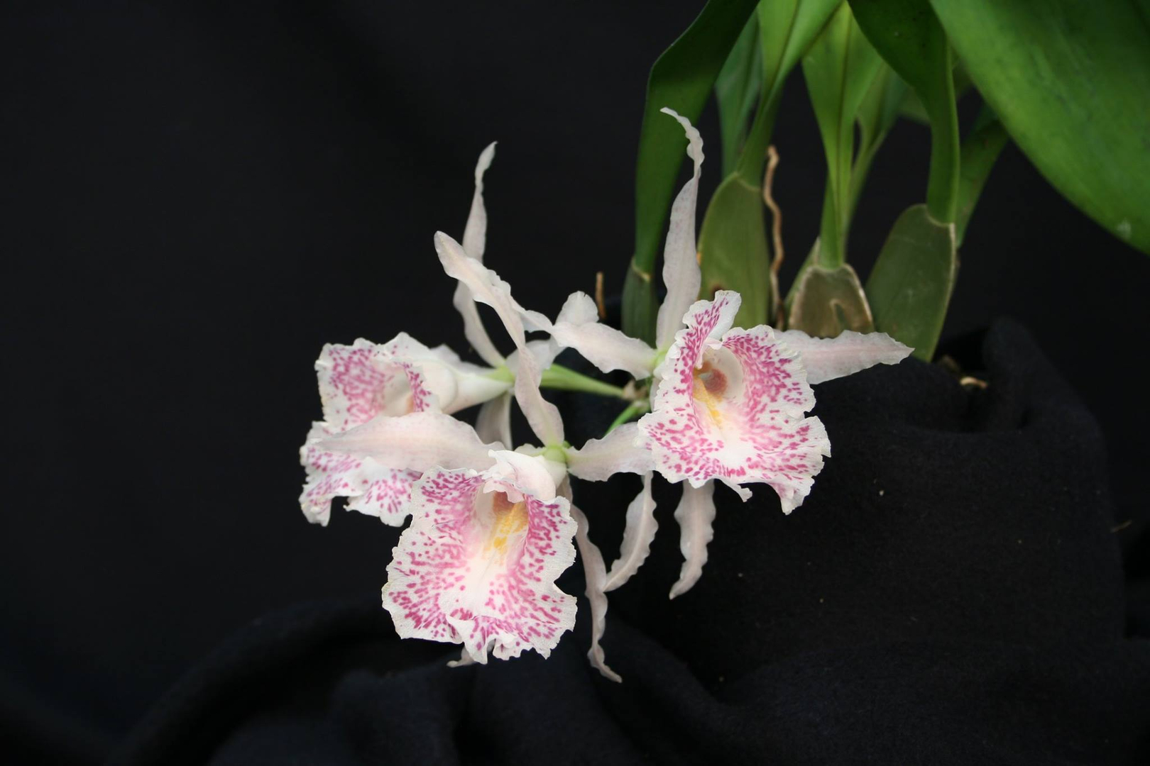 Dendrobium cluster of white flowers