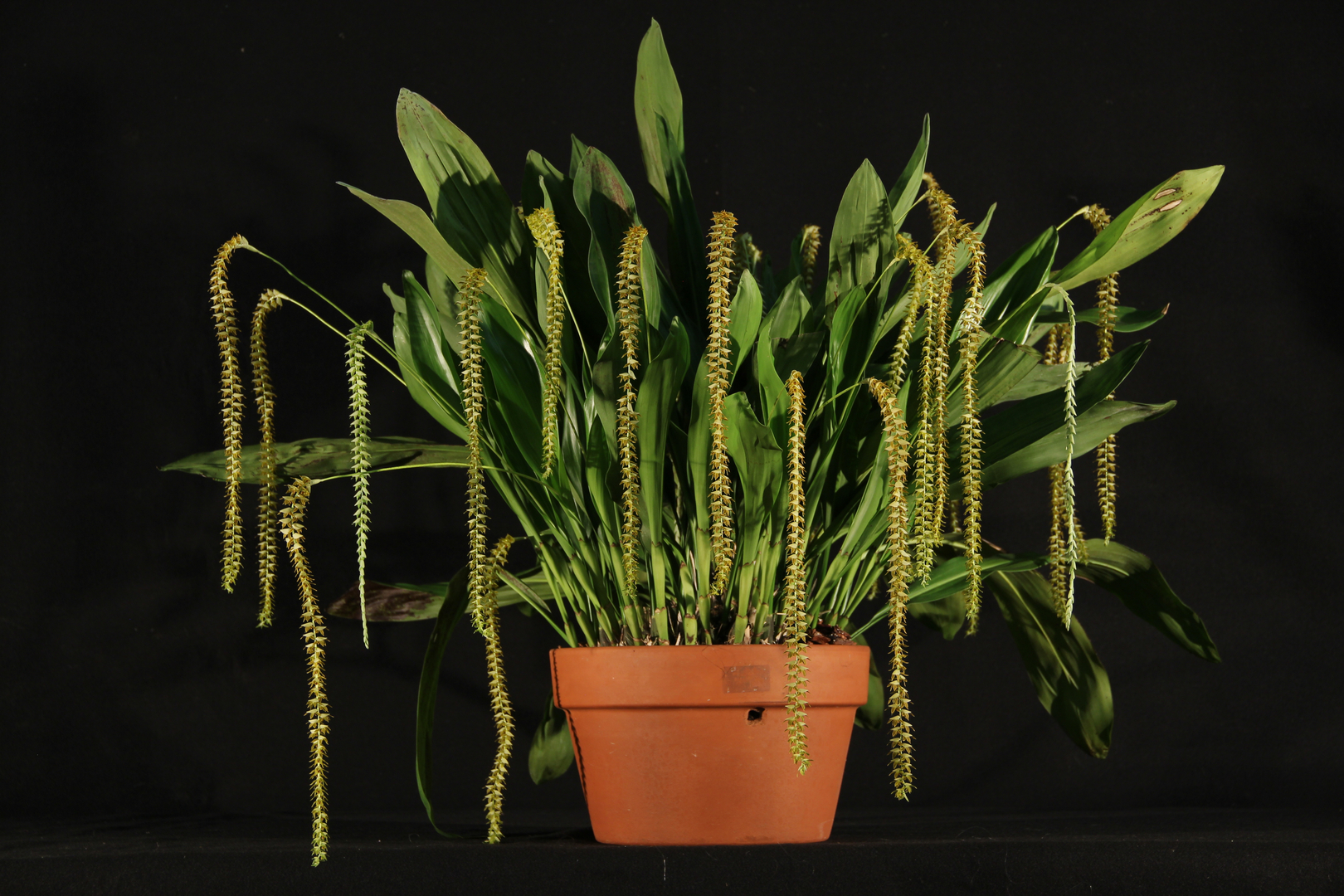 Oncidium dancing lady spray