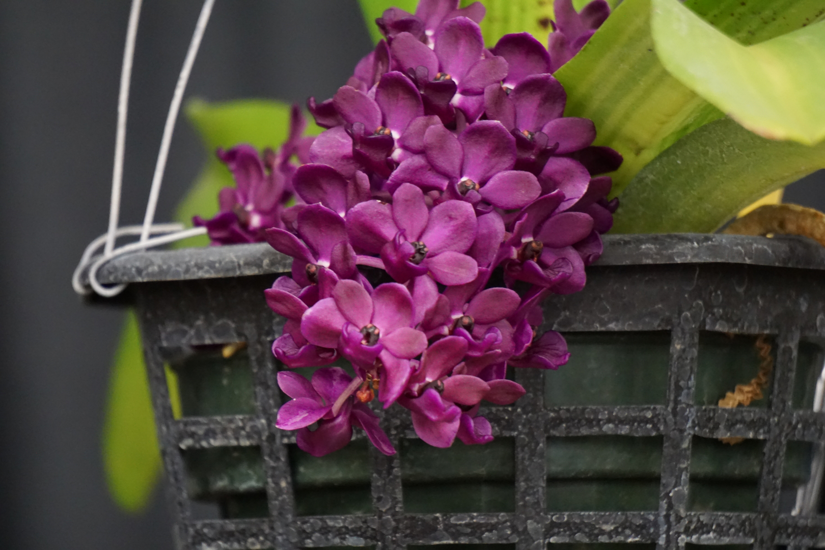 Pink Phalaenopsis in bloom