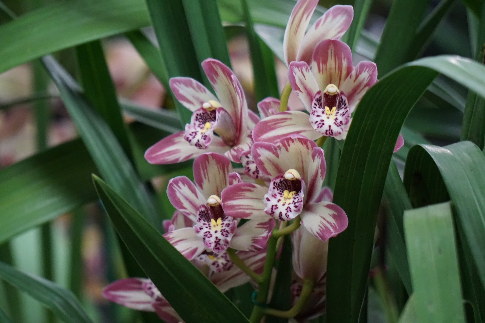 Cymbidium