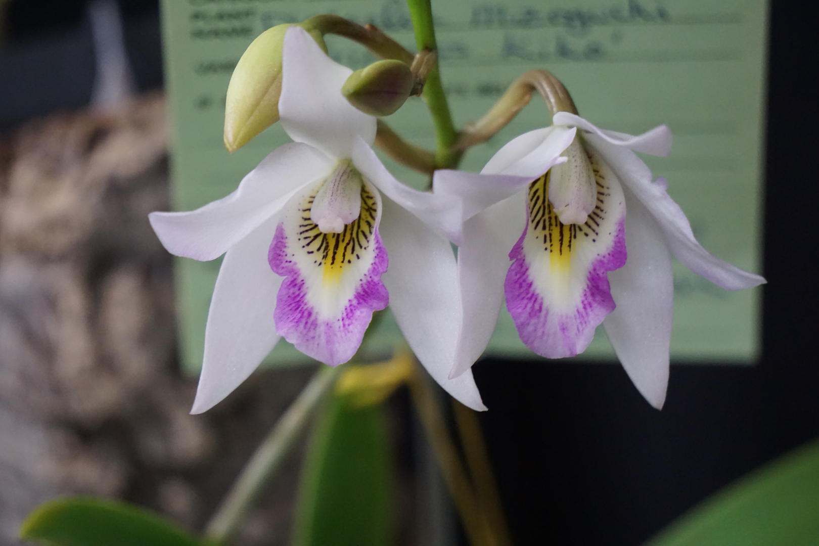 Central California Orchid Society